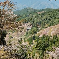 吉野で桜ハイキング