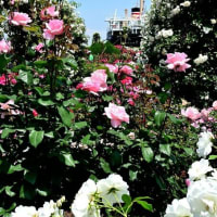 バラ　４（山下公園）