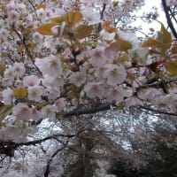 井の頭公園＾＾。