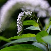 岡虎の尾