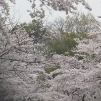 通勤途中の桜