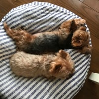 ヨーキー日記から変更しました