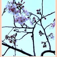 我が家前のお宅の桜で家からの花見です。