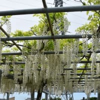 藤島歴史公園の藤の花