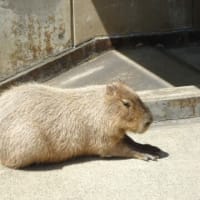 子どもの日に動物園