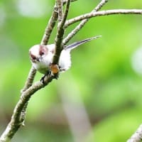 エナガさんの幼鳥、お団子状態ではないですけど