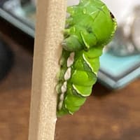 秋のアゲハ蝶