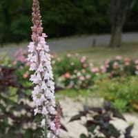 初夏・秋の花：リナリア・プルプレア