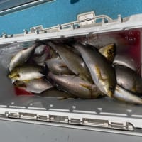 １７日・釣果