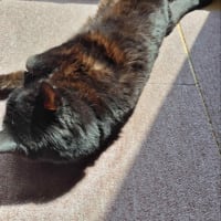 黒猫タイム　日向ぼっこ