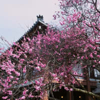 本願寺伝導院と西本願寺、興正寺から泉涌寺・逍遥