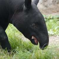 ひでおが台湾の台北動物園に