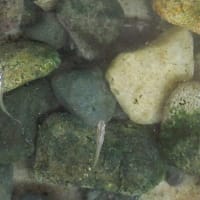 ベランダの様子