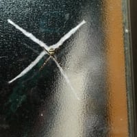 コガネグモの巣