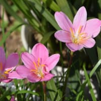 散歩道谷端川緑地　ランタナの花の蜜を吸うキイアゲハチヨウ　　　64