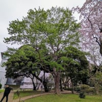 ４月の東京国立博物館（庭園の桜）