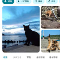 そうだ、猫の島へ行こう🤩