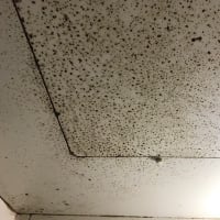 浴室のカビについて