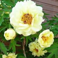 黄花のボタン、院内感染