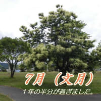 　今日から7月（文月）です。