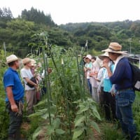 夏の自然菜園体験ツアー【食農イベント】