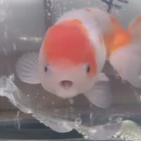 家族が増えました(笑)　桜錦２歳の桜ちゃんです♡