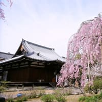 京都の桜を見てきました。
