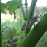 双子の花オクラ