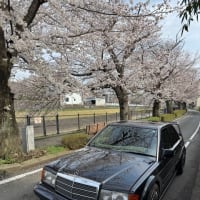 今年も桜が咲きました