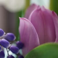 ●我が家の４月の花（6）　　チューリップ、八重の水仙、スノーフレークを生けました。