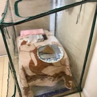 今年は早めにね…ハリネズミの寒さ対策