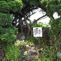 今年も植えたみたいです