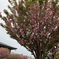 ～　八重桜も、ちょっぴり見物に　～
