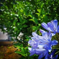 今夜はViviっと18時から生放送♪