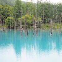 夏の富良野・美瑛・洞爺湖２日め１ ＜神秘的な青い池＞