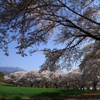 蕪の桜並木