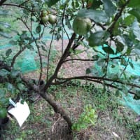 リンゴと梨の木の結実