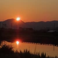 二上山の日の出～川西大橋上流部　石川左岸３　２０２５．６