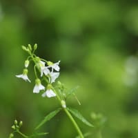 清楚な野の花たち