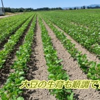 　小麦・大豆が順調に生育・・