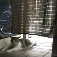 移転先について　占いのご予約について　デトックスの話他