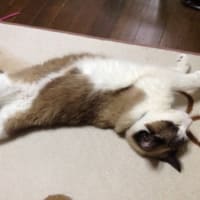 シャイン君☆またね