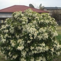 我が家の植物