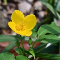 黄色の花