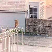 朝の散歩再開