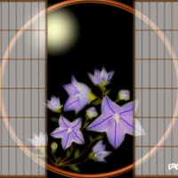 【桔梗（ききょう）】