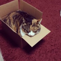 捨て猫ごっこ