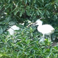 マガモの幼鳥