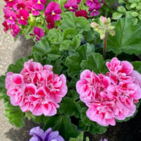 山笑う＊4\24🍃初夏の頃文芸