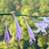 JULIE77歳と4日目。薄紫18･19･20番咲いて